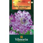 Dalia dekoracyjna WHO DUN IT 1szt. VILMORIN