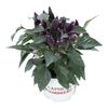 Papryka roczna 'Mambo' MIX 25 cm
