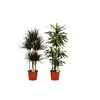 Dracena MIX 150 - 160 cm