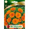 Nagietek lekarski ORANGE GEM W. LEGUTKO