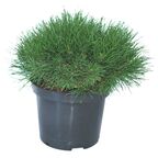 Sosna górska 'Pumilio' 20 - 30 cm
