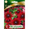 Rudbekia dwubarwna CHERRY BRANDY W. LEGUTKO