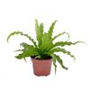 Roślina pokojowa MIX Asplenium (Zanokcica) 35 cm