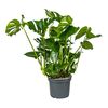 Monstera dziurawa XXL 100 cm