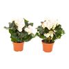 Begonia Camella 30 cm