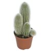 Kaktus MIX 15 cm