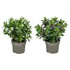 Hebe Addenda® MIX 25 cm