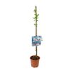 Figowiec pospolity Gustissimo® Perretta 60 cm BERRY&MORE™