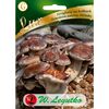 Grzybnia TWARDZIAK JADALNY W. LEGUTKO