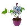 Jeżyna bezkolcowa Black Cascade® 30 cm BERRY&MORE™