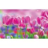 Fototapeta Łąka Tulipanów 104 x 70 cm