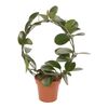 Hoja australijska 45 cm
