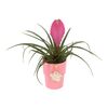 Bromelia w ozdobnej osłonce ceramicznej MIX 35 cm