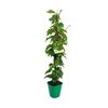 Winobluszcz trójklapowy 90 cm