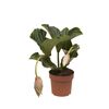 Medynila 'Dolce Vita' 50 cm