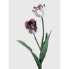 Plakat TULIPANY 30 x 40 cm
