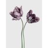 Plakat TULIPANY 30 x 40 cm