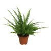 Nefrolepis 'Green Lady' 25 - 30 cm AIR SO PURE