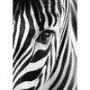 Kanwa ZEBRA BLACK&WHITE 50 x 70 cm
