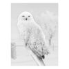 Kanwa NORDIC OWL 75 x 100 cm