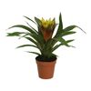 Guzmania 'Soledo' 45 cm