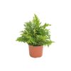 Paproć ogrodowa MIX 20 - 30 cm