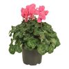 Cyklamen Super Serie XL Neon Pink 35 cm