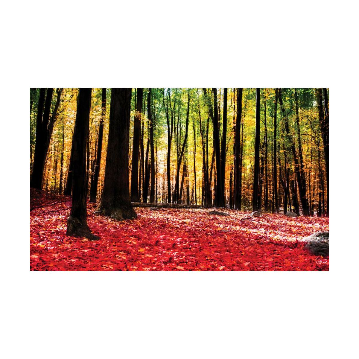 Kanwa Kolorowy las 100 x 75 cm