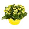 Kalanchoe 30 cm