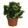 Kalanchoe Autumn Moments® MIX 26 cm