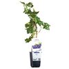 Winorośl Marechal 26 cm BERRY&MORE™