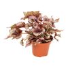 Begonia królewska 33 cm