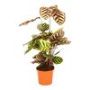 Kalatea Makoyana 60 cm