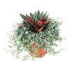 Pilea -Rosso 20 cm