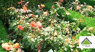 Rosarium