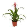 Guzmania 'Candy" 45 cm