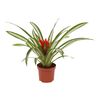 Guzmania 'Sue Anne' 20 cm