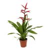 Guzmania 'Belleza Red' 50 cm