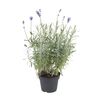 Lawenda wąskolistna 20 - 40 cm