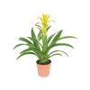 Guzmania 'Diana' 50 cm