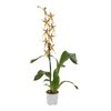 Storczyk Brassia Eternal Wind 1 pęd 70 cm