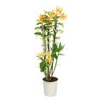 Storczyk Dendrobium nobile Orange 45-50cm 2 pędy