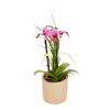 Storczyk Falenopsis Botanico 20 cm