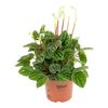 Peperomia 'Lilian' 35 cm