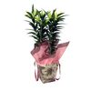 Lilia MIX 50 - 75 cm w ozdobnej folii