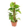 Epipremnum (Scindapsus) 'Aureum' 60 cm