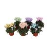 Cyklamen Make-Upz® MIX 20 cm