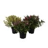 Hebe Addenda® 35 cm