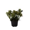 Skimia japońska 'Marlot' 20 - 30 cm