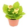 Pantofelnik MIX 22 cm
